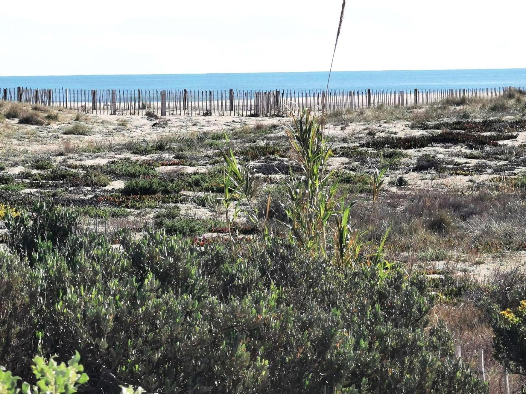 Résidence COPACABANA - 2 Pièces pour 6 Personnes 84 Leucate Exterior foto
